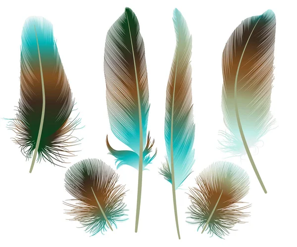 Set Vector Illustration Feather Bird — Stock Vector