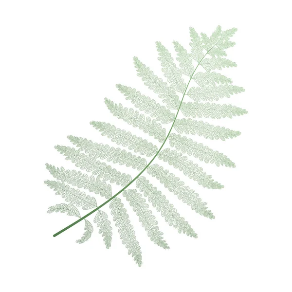 Frunzele Ferigă Izolate Fundal Alb Plat Lay Vedere Sus — Vector de stoc