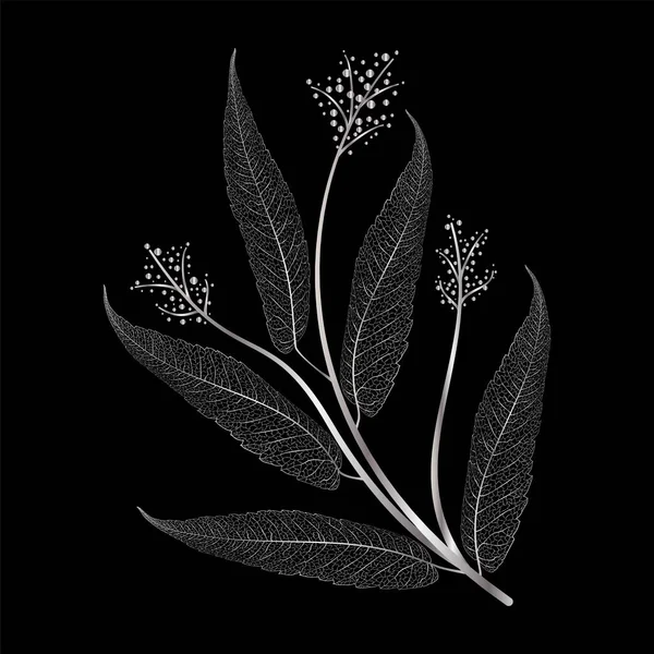 Illustration Plant Black Background — ストックベクタ