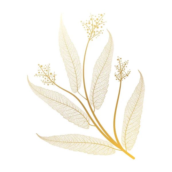 Vector Floral Leaves Isolated White Background — Stock vektor