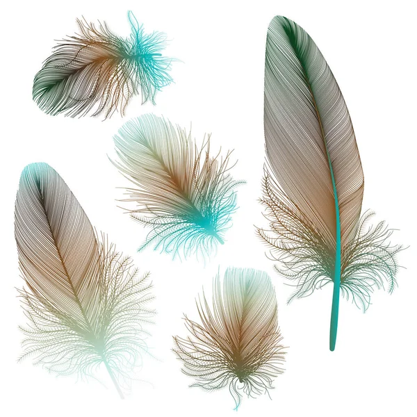 Beautiful Feathers White Background Vector Illustration — Stockvector