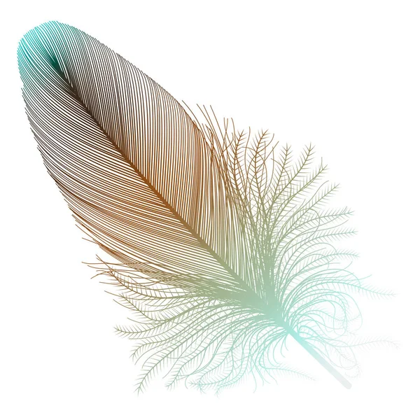 Feather Isolated White Vector Illustration — Stockvector