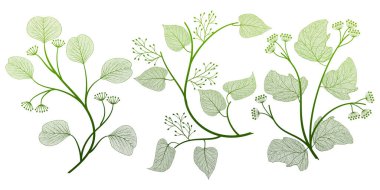 Yeşil yaprakların vektör illüstrasyonu