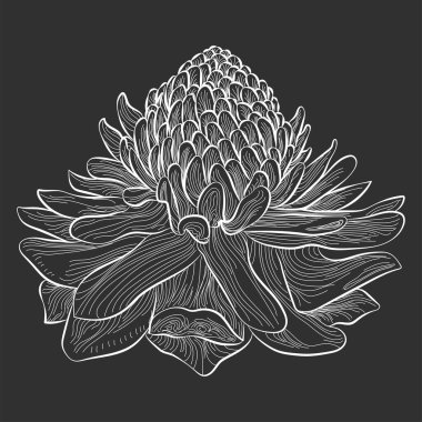 Güzel bir botanik arkaplanının vektör çizimi