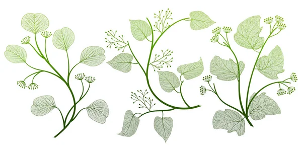 Vector Illustration Green Leaves — Stock Vector