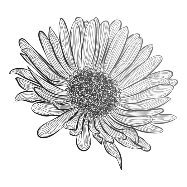 Monochrome Sunflower Flower Vector Illustration — Stock Vector