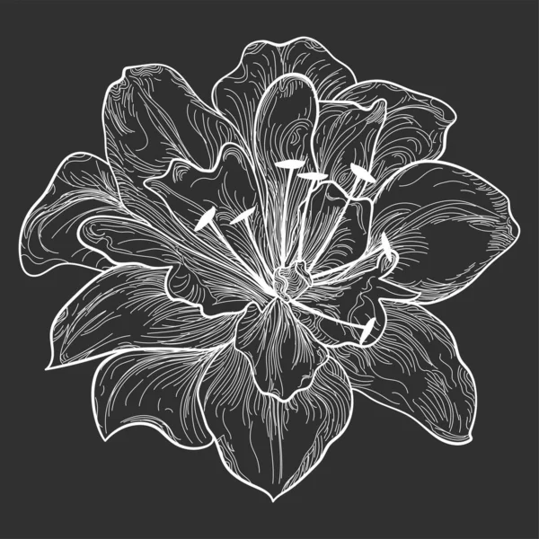 Векторная Иллюстрация Красивого Цветка — стоковый вектор