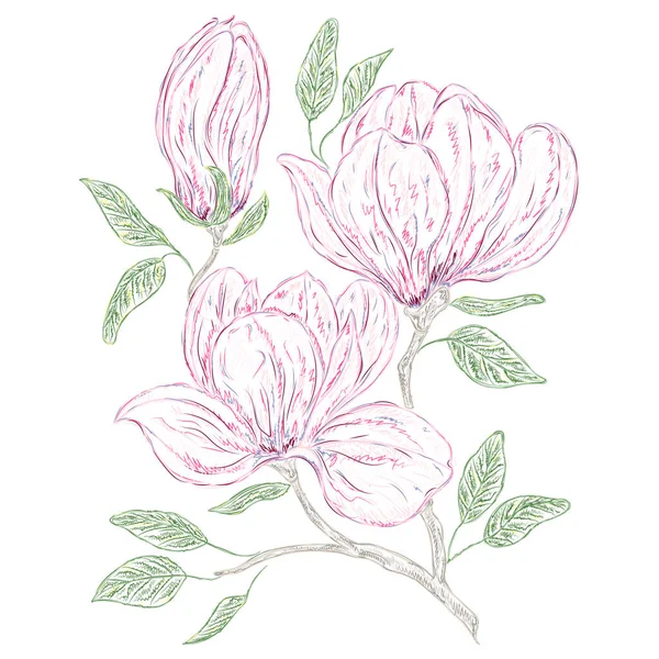 Illustration Aquarelle Belles Fleurs Pivoine — Image vectorielle