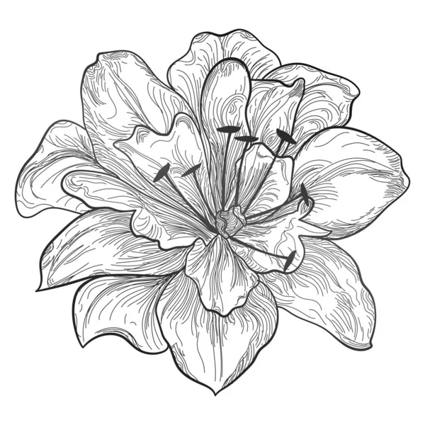 Vector Illustration Set Flower — Stock Vector