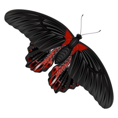 Kelebek beyaz arkaplanda izole