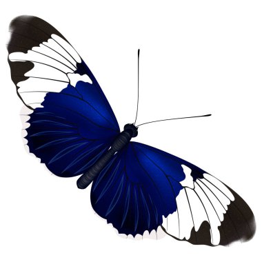 Kelebek beyaz arkaplanda izole