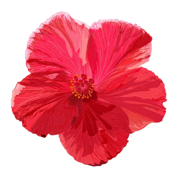 Червона Квітка Гібіскуса Ізольована Білому Тлі — стоковий вектор