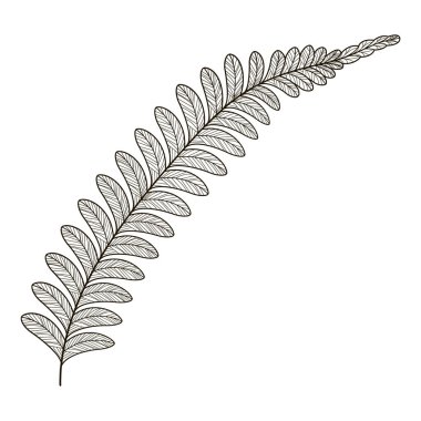 El çizimi bir yaprak. vektör illüstrasyonu
