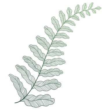 Bir bitkinin dalının vektör illüstrasyonu