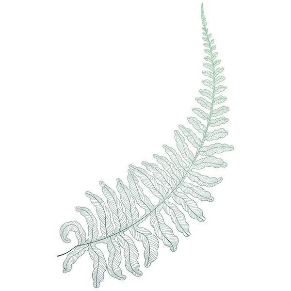 Векторная Иллюстрация Красивых Тропических Листьев — стоковый вектор