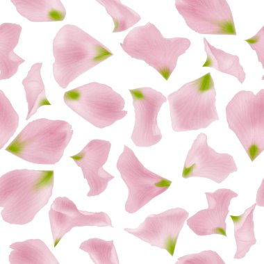 Beyaz arka planda güzel pembe güller