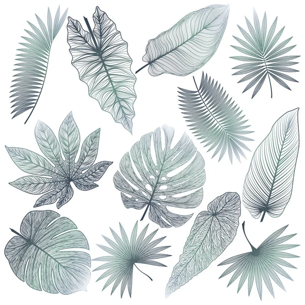 Set Tropical Leaves Vector Illustration — Stock Vector