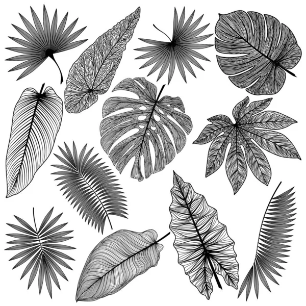 Jeu Feuilles Tropicales Illustration Vectorielle — Image vectorielle