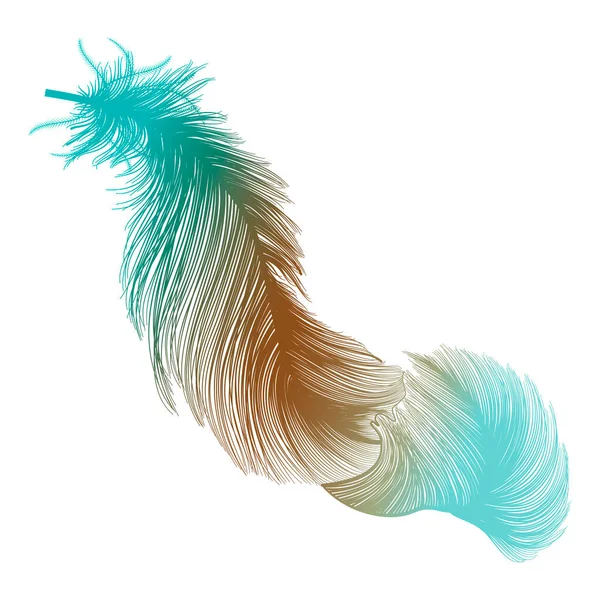 Feather Feathers Vector Illustration — Stock vektor