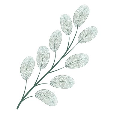 Bir bitkinin dalının vektör illüstrasyonu.