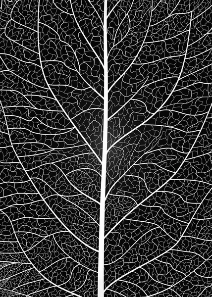 Illustration Vectorielle Noir Blanc Des Branches Arbres — Image vectorielle