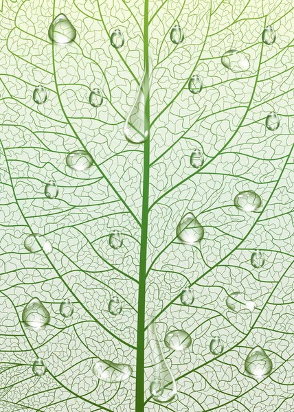 Texture Feuille Verte Fond — Image vectorielle