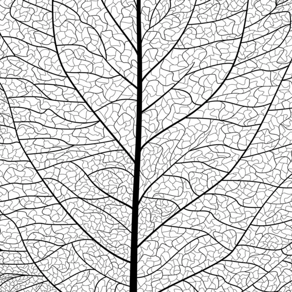 Black White Vector Leaves Branches — Stockvektor