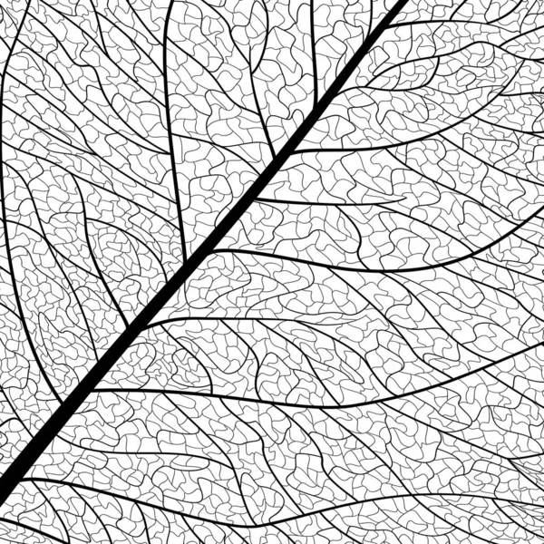 Illustration Vectorielle Noir Blanc Des Branches Arbres — Image vectorielle