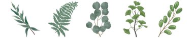 set of green leaves of different plants isolated on white background. vector illustration