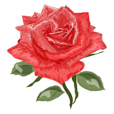 Güzel bir gül çiçeğinin vektör çizimi