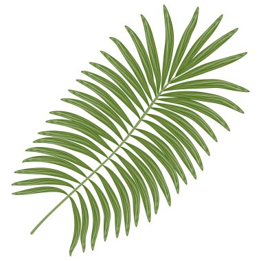 Beyaz arkaplanda izole edilmiş yeşil palmiye yaprakları