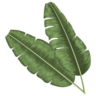 Beyaz arkaplanda yalıtılmış tropikal yapraklar