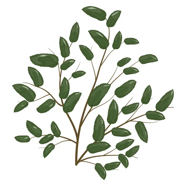 Watercolor Hand Drawn Illustration Green Leaves Eucalyptus Tree Branch Isolated — 스톡 벡터