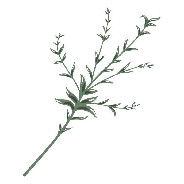 Vector Illustration Green Branch Leaves Isolated White Background — Stockvektor