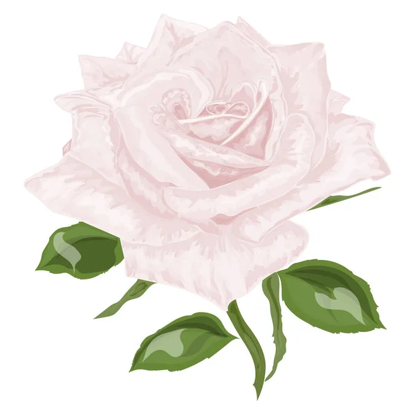 Gyönyörű Bazsarózsa Virág Elszigetelt Fehér Háttér — Stock Vector