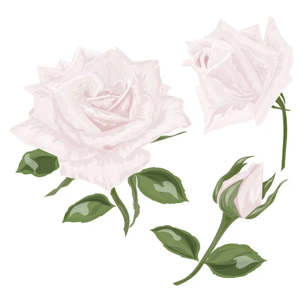 Hermosas Rosas Aisladas Sobre Fondo Blanco — Vector de stock