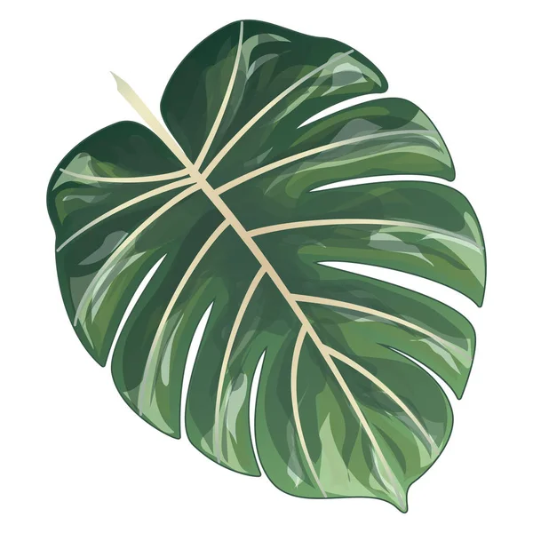 Green Leaves Monstera Tropical Plants Vector Illustration — Stock vektor