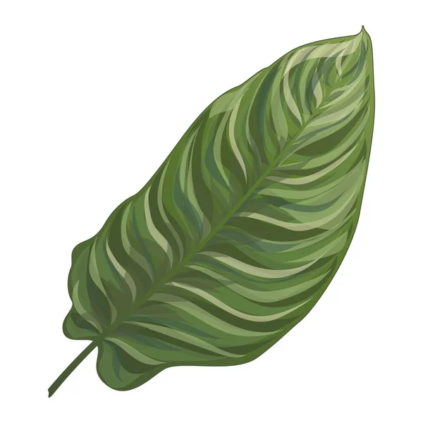 Tropische Blätter Isoliert Icon Vektor Illustration Design — Stockvektor