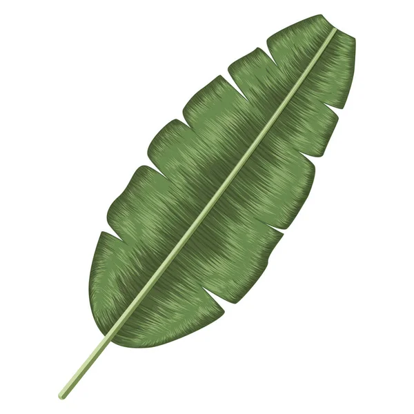 Ilustrație Vectorială Frunzelor Tropicale — Vector de stoc