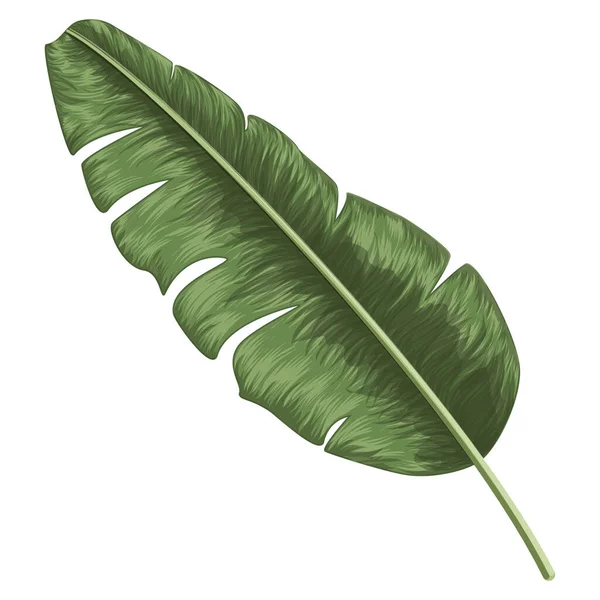 Vector Illustration Tropical Leaves — Stock Vector