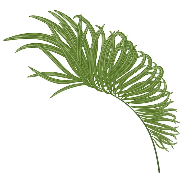 Hojas Verdes Palmera Aisladas Sobre Fondo Blanco — Vector de stock