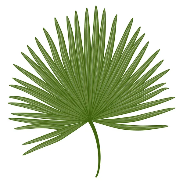 Зеленый Лист Пальмы Белом Фоне — стоковый вектор