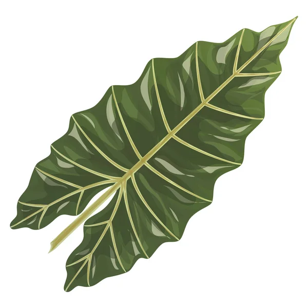 Gröna Blad Monstera Blad Isolerad Vit Bakgrund — Stock vektor