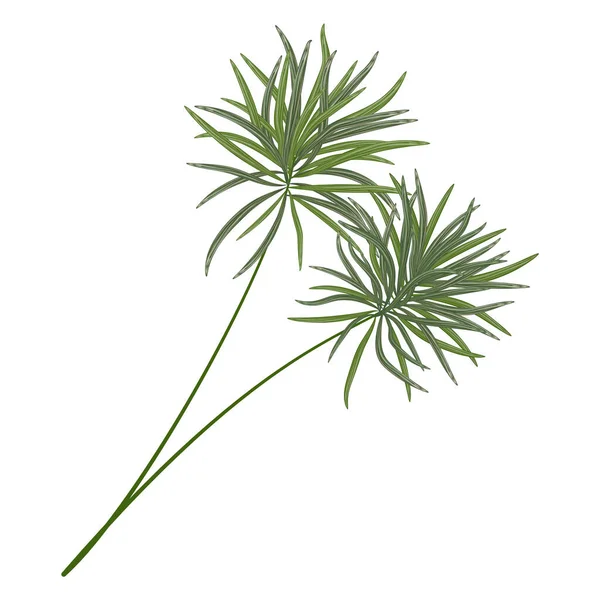 Grüne Blätter Einer Pflanze Isoliert Auf Weißem Hintergrund — Stockvektor