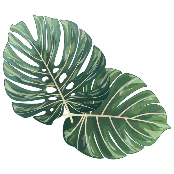 Tropische Blätter Isoliert Auf Weißem Hintergrund Vektorillustration — Stockvektor