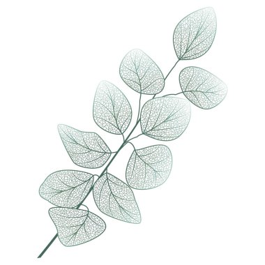 Bir bitkinin vektör illüstrasyonu