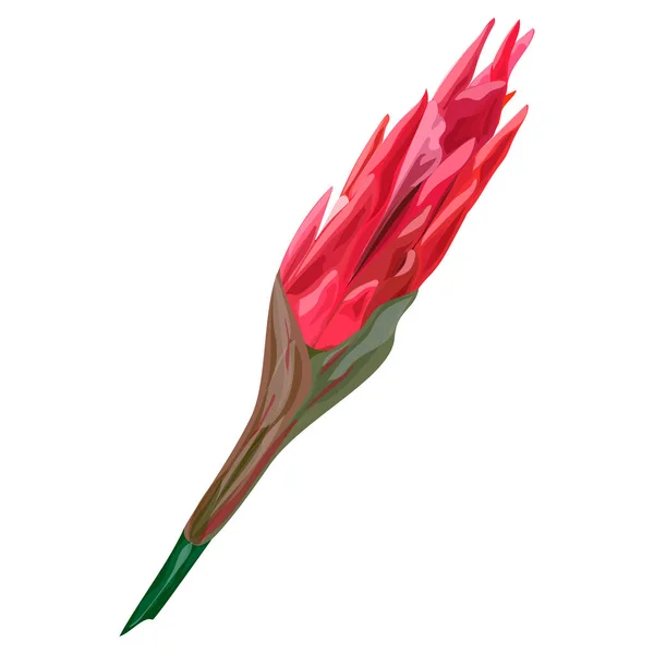 Vektor Illusztráció Egy Gyönyörű Lila Tulipán Virág Elszigetelt Fehér Alapon — Stock Vector