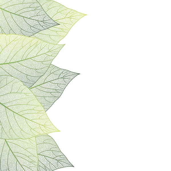 緑の葉は白い背景に隔離され — ストックベクタ