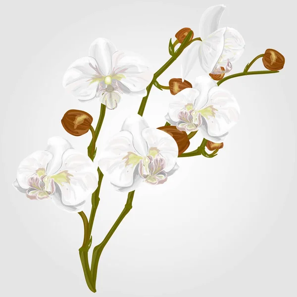 Fiori Orchidea Isolati Sfondo Bianco — Vettoriale Stock