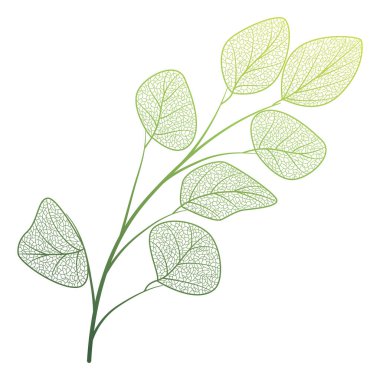 Beyaz arkaplanda izole edilmiş bir bitkinin yeşil yaprakları